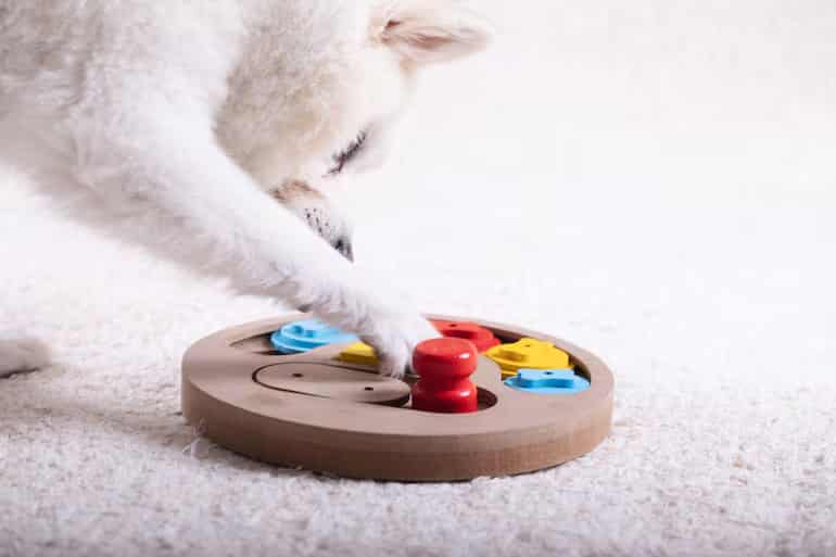 Top 10 juguetes que estimulan el intelecto de tu perro o gato